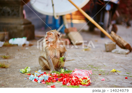 Monkey eating offerings in a Balinese temple Monkey eating offerings in a Balinese temple 14024079