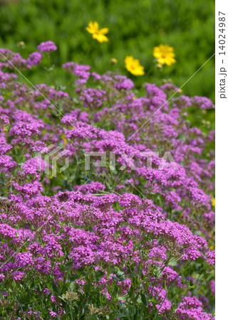 ムシトリナデシコ ムシトリナデシコ 14024987