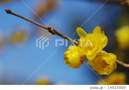 ロウバイの花 14025000