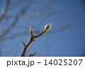 春の足音 14025207