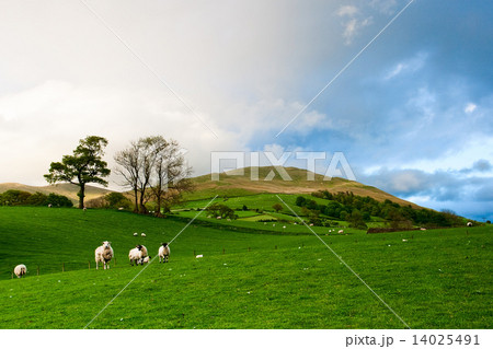On a pasture in Yorkshire Dales National Park 14025491
