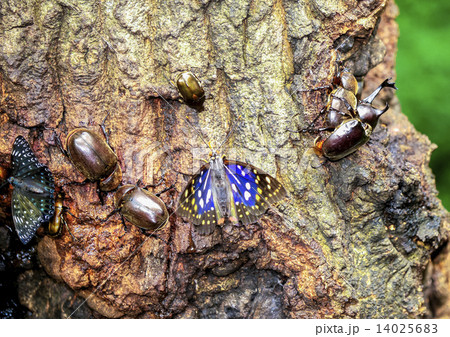 樹上のレストラン 樹上のレストラン 14025683