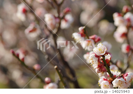 梅の背景イメージ　白 14025943