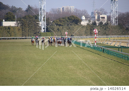 東京競馬場の最後の直線の写真素材 [14026514] - PIXTA