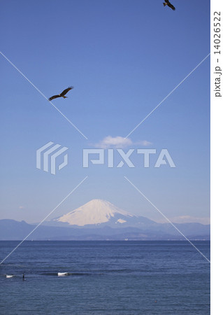 長者ヶ崎から見た富士山 長者ヶ崎から見た富士山 14026522