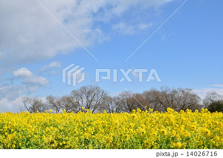 カンザキナバナの花と青空のコピースペース 14026716