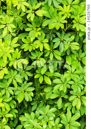Green leaf background 14026766