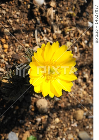 福寿草の花 14027027