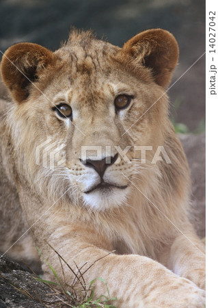 【オスの子ライオンのドアップ】 14027042