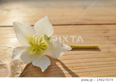 クリスマスローズ 14027074