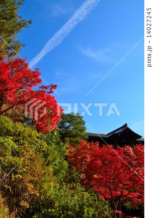 京都 東福寺の紅葉 京都 東福寺の紅葉 14027245