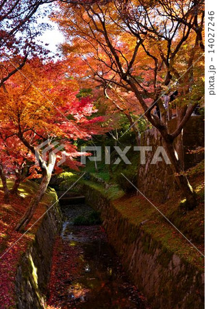 京都 東福寺の紅葉 京都 東福寺の紅葉 14027246