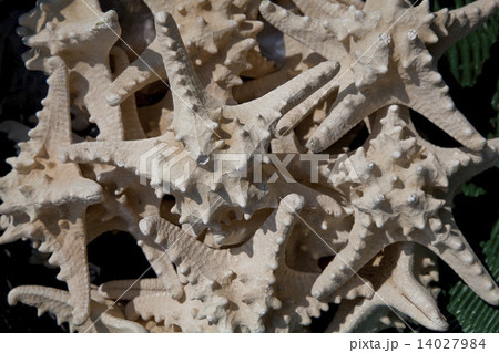 Starfish Starfish 14027984