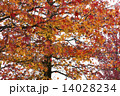 楓の紅葉 14028234