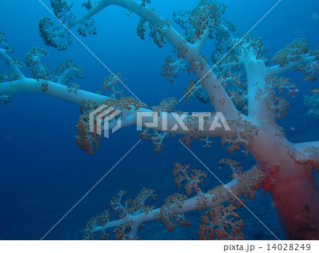 水中の大木 14028249