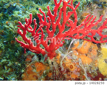 赤サンゴ