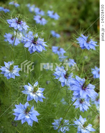 風に揺れるニゲラ（黒種草） 14028430