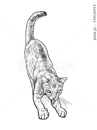 Adorable cute cat stretching body 14028454
