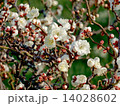 梅２０１５ 14028602