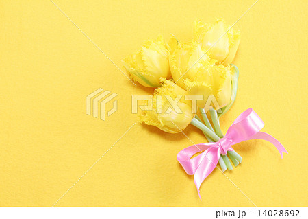 黄色のチューリップとピンクのリボン 14028692