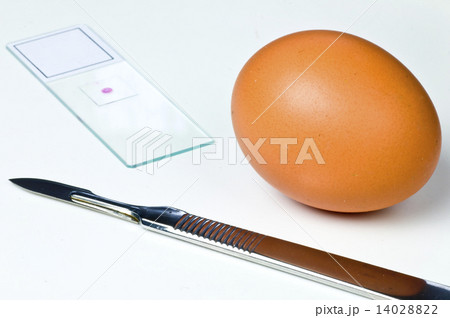 Examination of eggs 14028822