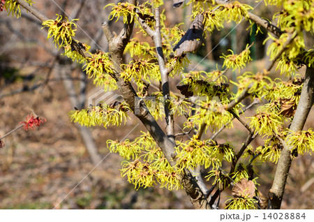 マンサク（満作） 14028884