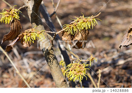 マンサク（満作） 14028886