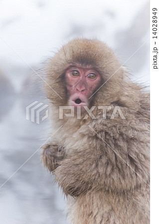 先にお風呂にはいるよ〜と、言っている日本猿の子 Child of the Japanese monkey which takes a bath earlier, and says to family 先にお風呂にはいるよ〜と、言っている日本猿の子 Child of the Japanese monkey which takes a bath earlier, and says to family 14028949
