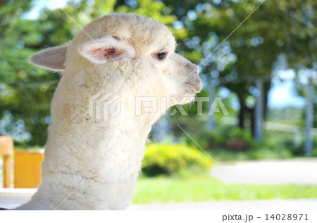 見つめるアルパカ 14028971