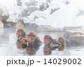 ゆったり温泉に入るお猿の家族 Family of the monkey which came over to this hot spring from the faroff village 14029002