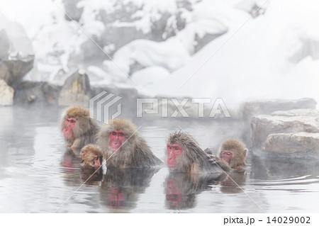 ゆったり温泉に入るお猿の家族 Family of the monkey which came over to this hot spring from the faroff village 14029002