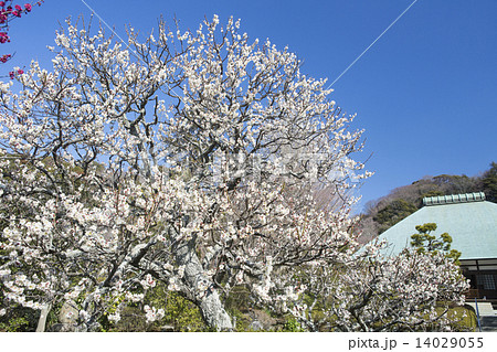 浄妙寺の梅 浄妙寺の梅 14029055
