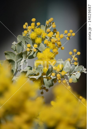 パールアカシアのアップ 14029687