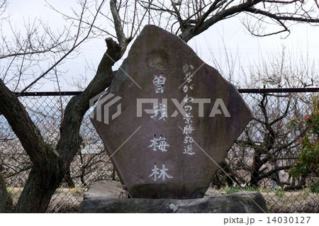 曽我梅林の石碑 14030127