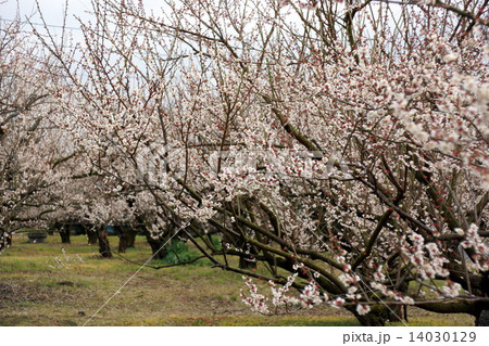 小田原曽我梅林 小田原曽我梅林 14030129