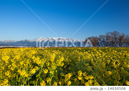菜の花風景 14030506