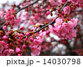 紅梅 14030798