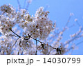 桜 14030799