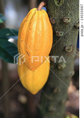 カカオの実 14030887