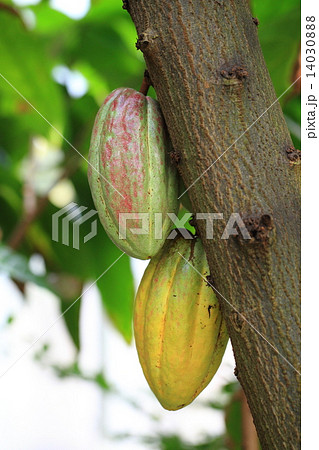 カカオの実 14030888
