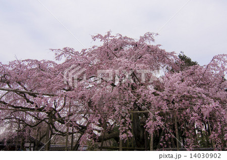 醍醐寺 三宝院の太閤しだれ桜 醍醐寺 三宝院の太閤しだれ桜 14030902