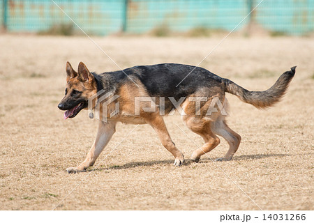 ジャーマンシェパード 14031266