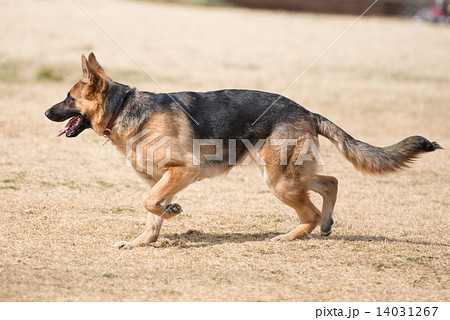 ジャーマンシェパード 14031267