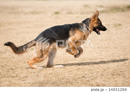 ジャーマンシェパード 14031269