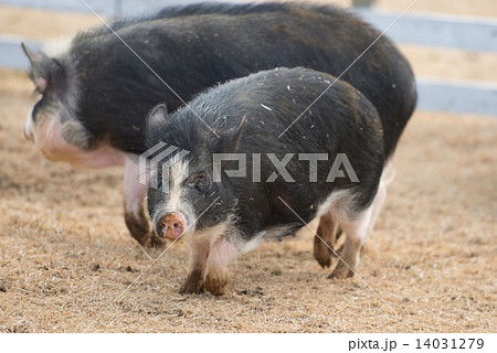 ポットベリーピッグの写真素材