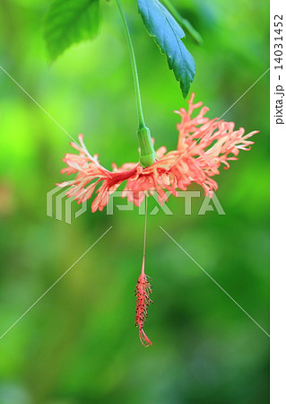 ウナズキヒメフヨウ 14031452