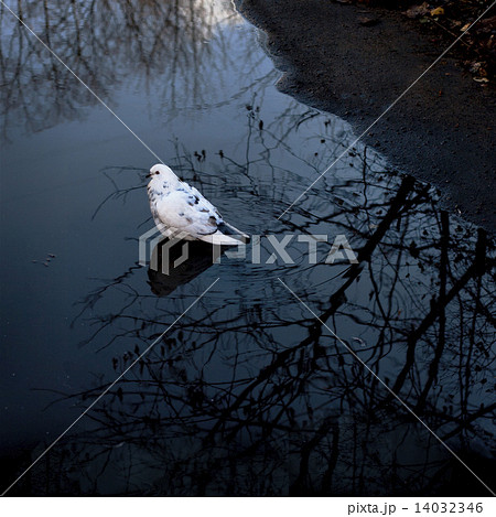lonely white dove in the water 14032346
