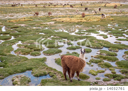 Llamas in the mountains near Paso de Jama, Argentina-Chile Llamas in the mountains near Paso de Jama, Argentina-Chile 14032761