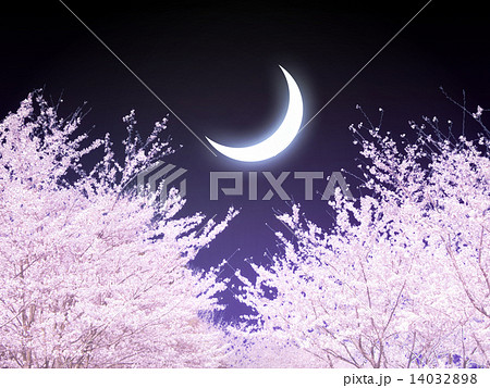 夜桜 三日月 桜並木のイラスト素材