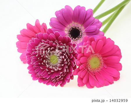 ガーベラ ガーベラ 14032959
